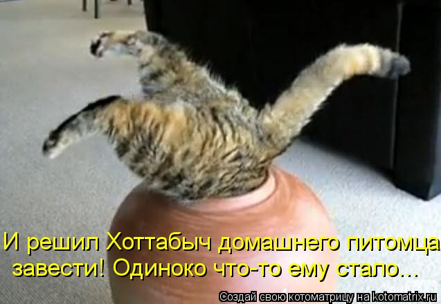 Котоматрица: И решил Хоттабыч домашнего питомца завести! Одиноко что-то ему стало...