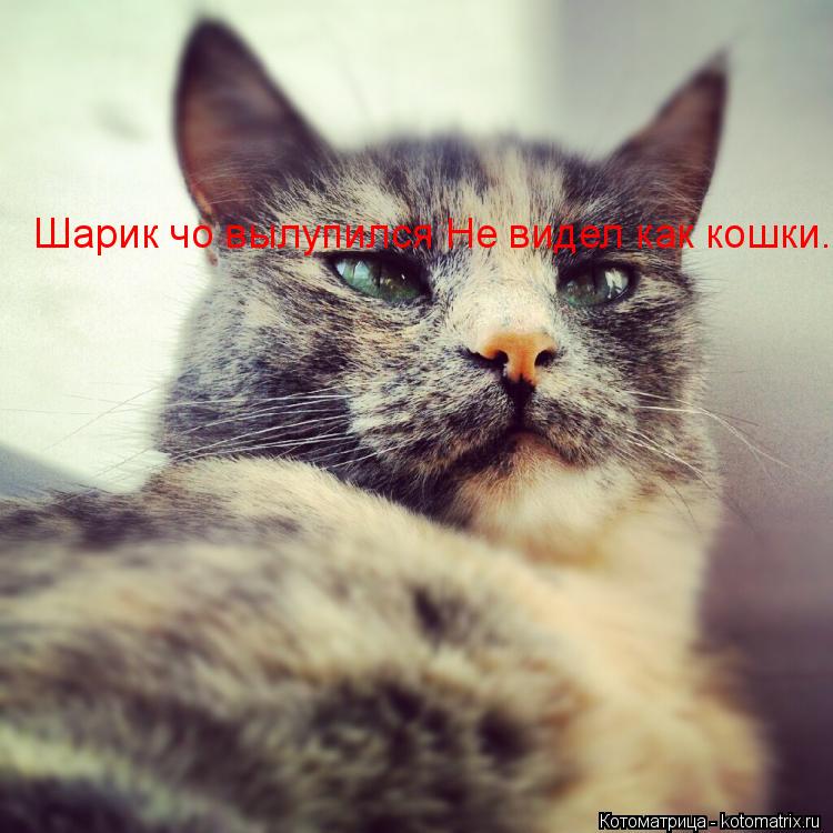Шарик чо вылупился Не видел как кошки...... Котоматрица: Шарик чо вылупился Не видел как кошки...