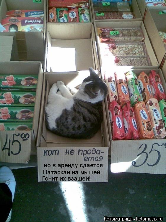 Котоматрица: но в аренду сдается. Натаскан на мышей, Гонит их взашей!