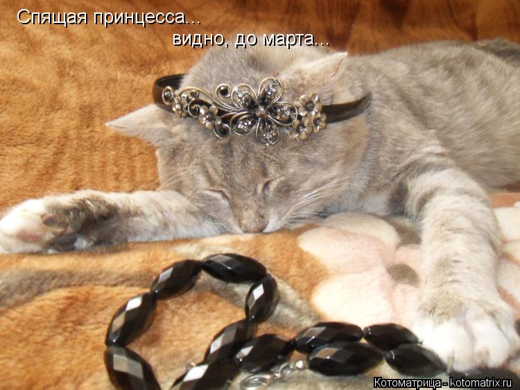 Котоматрица: Спящая принцесса... видно, до марта...
