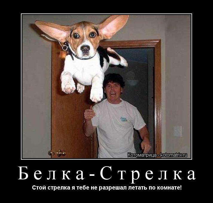 Белка-Стрелка Стой стрелка я тебе не разрешал летать по комнате!... Котоматрица: Белка-Стрелка Стой стрелка я тебе не разрешал летать по комнате!