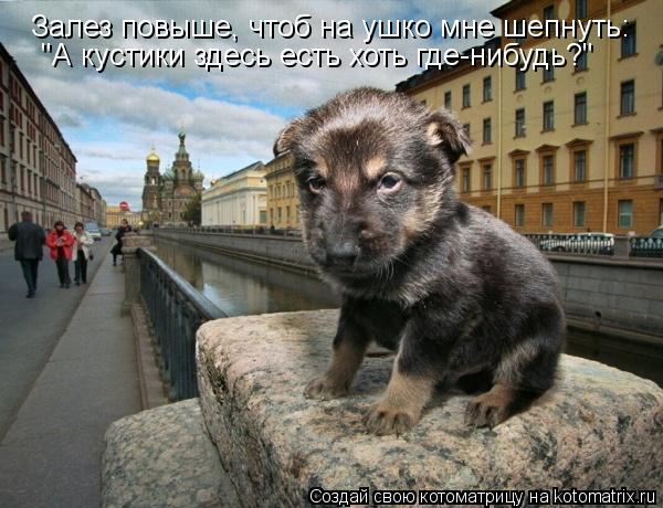 Залез повыше, чтоб на ушко мне шепнуть: "А кустики здесь есть хоть где-нибудь?"... Котоматрица: Залез повыше, чтоб на ушко мне шепнуть: "А кустики здесь есть хоть где-нибудь?"