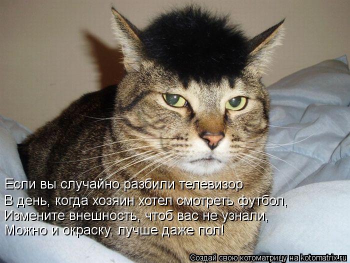 Котоматрица: Если вы случайно разбили телевизор В день, когда хозяин хотел смотреть футбол, Измените внешность, чтоб вас не узнали, Можно и окраску, лучш