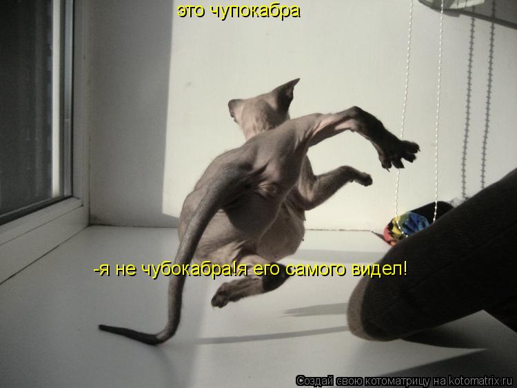 это чупокабра -я не чубокабра!я его самого видел!... Котоматрица: это чупокабра -я не чубокабра!я его самого видел!