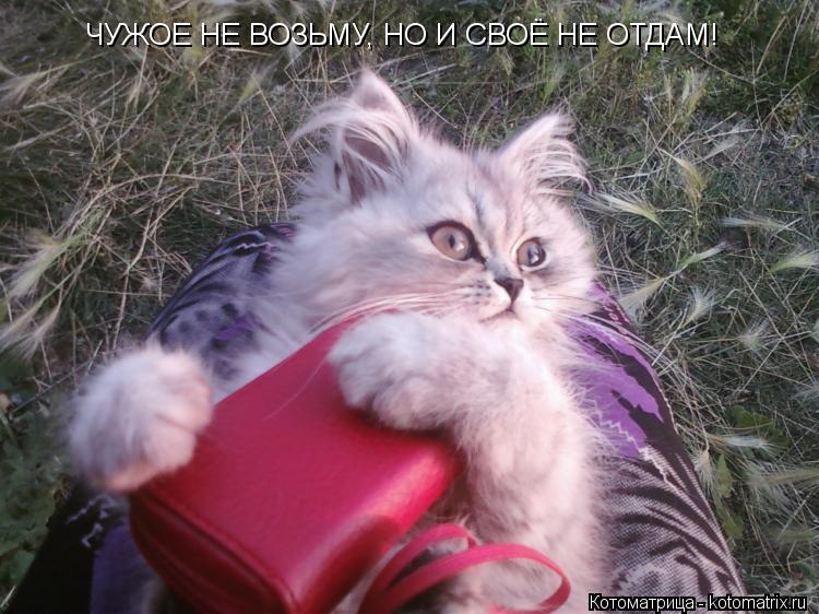 ЧУЖОЕ НЕ ВОЗЬМУ, НО И СВОЁ НЕ ОТДАМ!... Котоматрица: ЧУЖОЕ НЕ ВОЗЬМУ, НО И СВОЁ НЕ ОТДАМ!