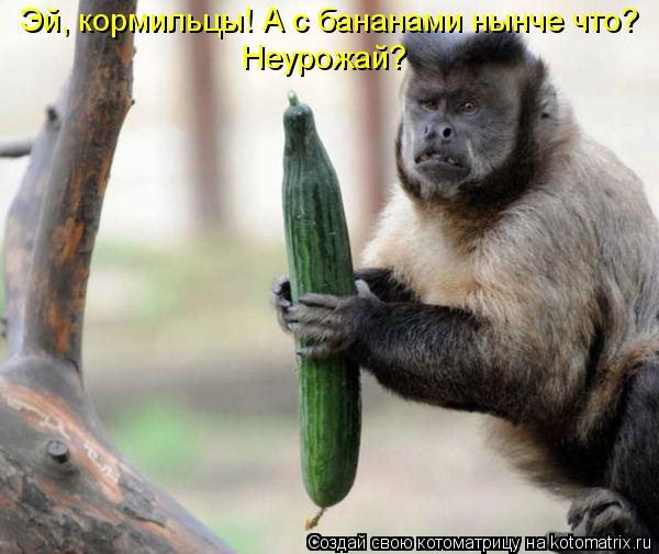 Эй, кормильцы! А с бананами нынче что? Неурожай?... Котоматрица: Эй, кормильцы! А с бананами нынче что? Неурожай?