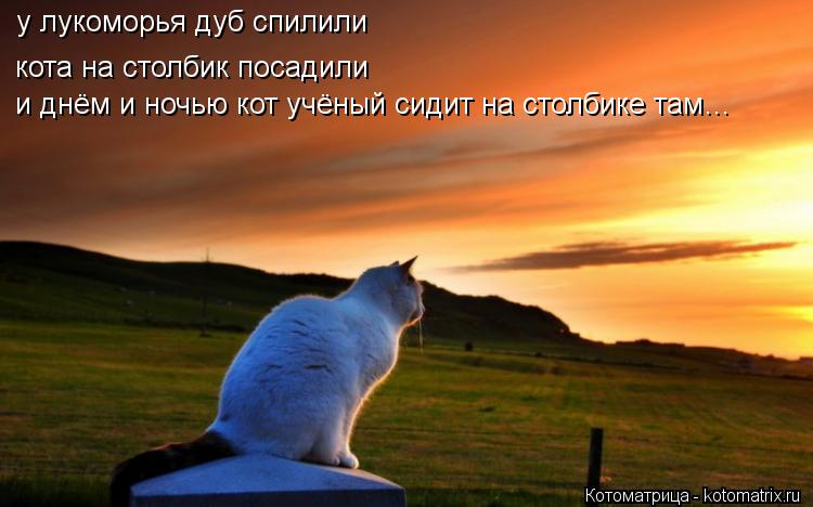 у лукоморья дуб спилили кота на столбик посадили и днём и ночью кот учёный сидит на столбике там… ... Котоматрица: у лукоморья дуб спилили кота на столбик посадили и днём и ночью кот учёный сидит на столбике там… у лукоморья дуб спилили кота на столби