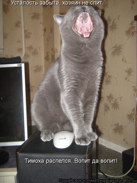 Усталость забыта, хозяин не спит. Тимоха распелся..Вопит да вопит!... Котоматрица: Усталость забыта, хозяин не спит. Тимоха распелся..Вопит да вопит!