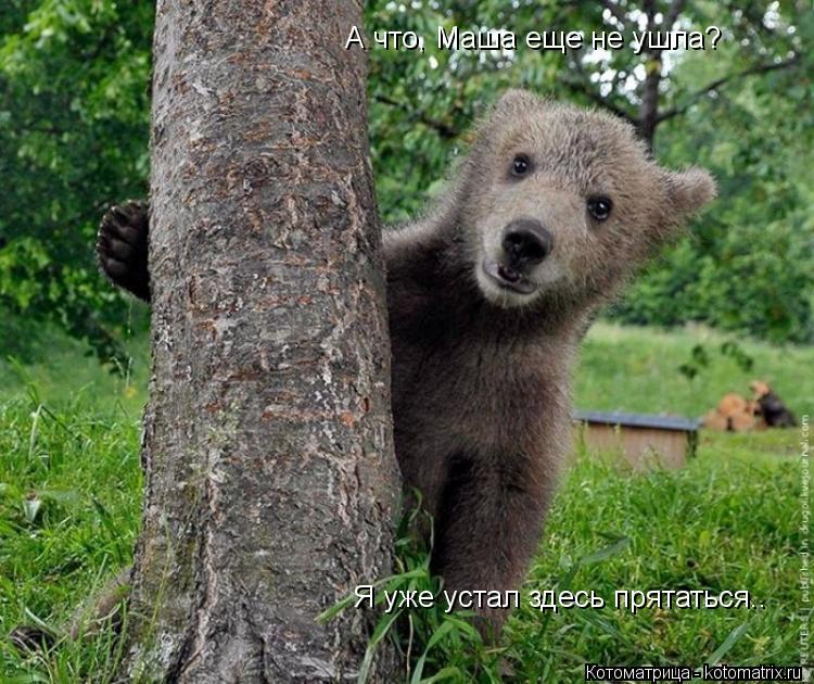 А что, Маша еще не ушла? Я уже устал здесь прятаться..... Котоматрица: А что, Маша еще не ушла? Я уже устал здесь прятаться..