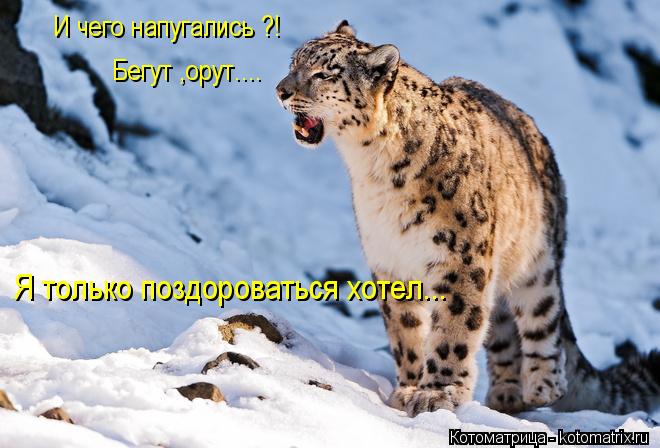 Котоматрица: И чего напугались ?! Бегут ,орут.... Я только поздороваться хотел...