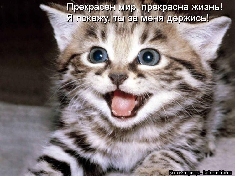 Прекрасен мир, прекрасна жизнь! Я покажу, ты за меня держись!... Котоматрица: Прекрасен мир, прекрасна жизнь! Я покажу, ты за меня держись!