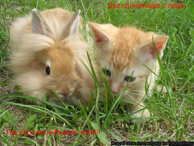 Котоматрица: Два одинаковых с лица- Год Кролика и Рыжего кота!!!