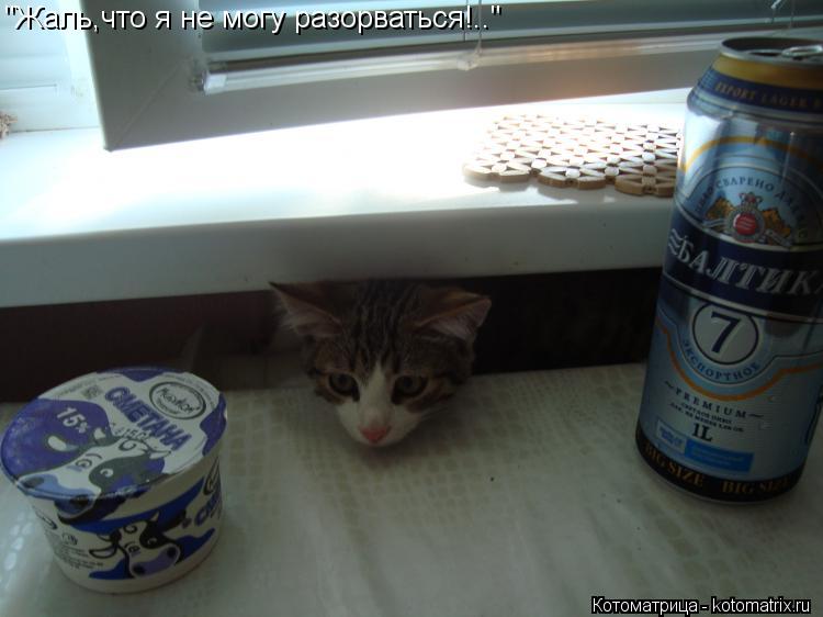 "Жаль,что я не могу разорваться!.."... Котоматрица: "Жаль,что я не могу разорваться!.."