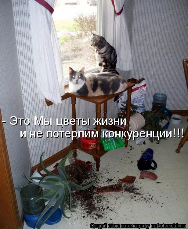 - Это Мы цветы жизни и не потерпим конкуренции!!!... Котоматрица: - Это Мы цветы жизни и не потерпим конкуренции!!!
