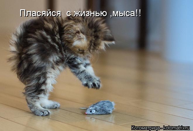 Пласяйся с жизнью ,мыса!!... Котоматрица: Пласяйся с жизнью ,мыса!!