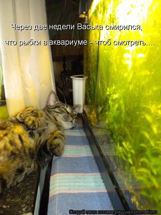 Котоматрица: Через две недели Васька смирился, что рыбки в аквариуме - чтоб смотреть....