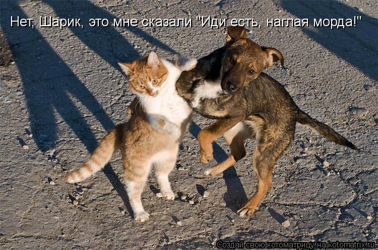 Котоматрица: Нет, Шарик, это мне сказали "Иди есть, наглая морда!"
