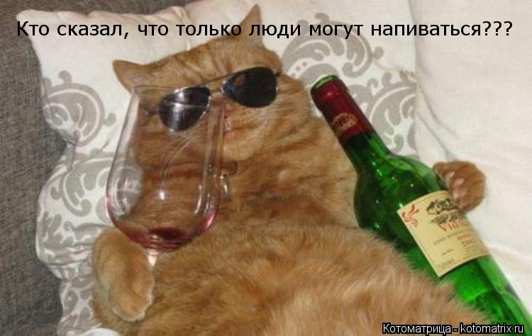 Кто сказал, что только люди могут напиваться???... Котоматрица: Кто сказал, что только люди могут напиваться???