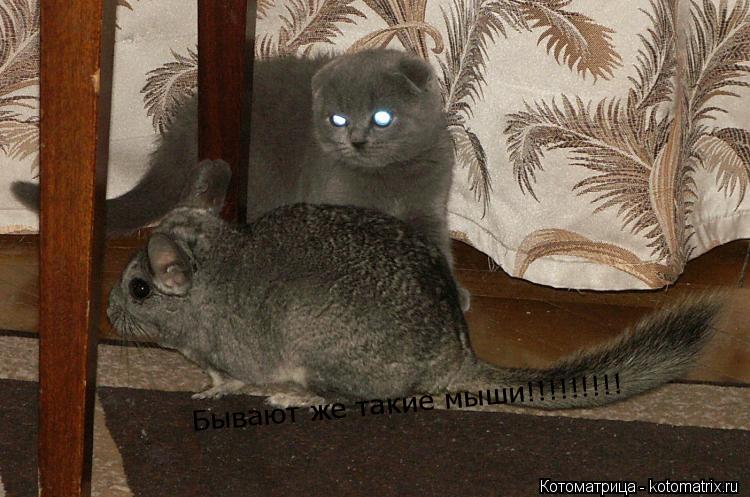 Бывают же такие мыши!!!!!!!!!... Котоматрица: Бывают же такие мыши!!!!!!!!!