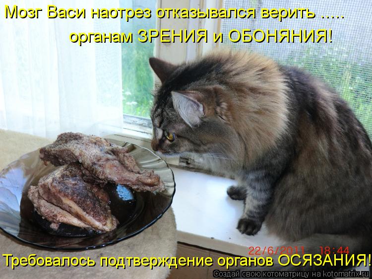 Мозг Васи наотрез отказывался верить ..... органам ЗРЕНИЯ и ОБОНЯНИЯ! Требовалось подтверждение орган... Котоматрица: Мозг Васи наотрез отказывался верить ..... органам ЗРЕНИЯ и ОБОНЯНИЯ! Требовалось подтверждение органов ОСЯЗАНИЯ!
