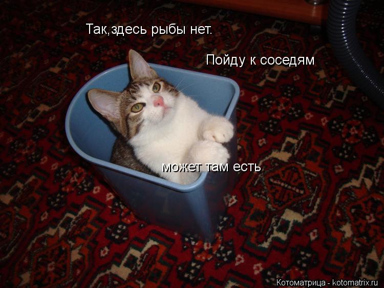 Котоматрица: Так,здесь рыбы нет. Пойду к соседям может там есть