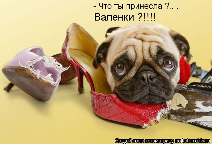 - Что ты принесла ?..... Валенки ?!!!!... Котоматрица: - Что ты принесла ?..... Валенки ?!!!!