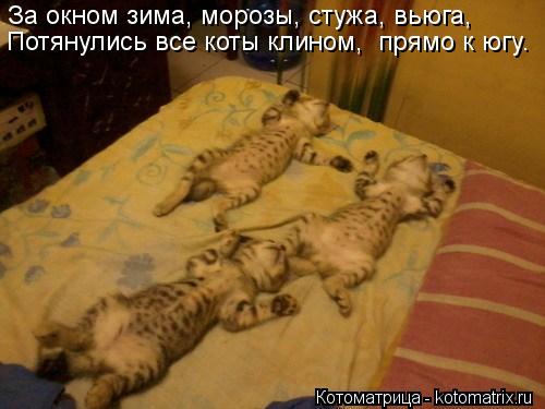 Котоматрица: За окном зима, морозы, стужа, вьюга, Потянулись все коты клином,  прямо к югу.