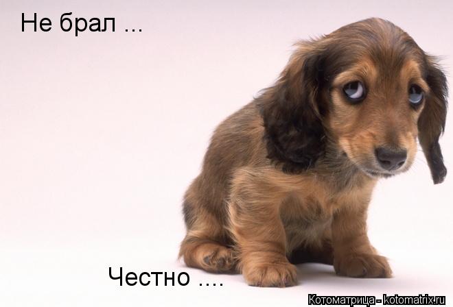 Котоматрица: Не брал ... Честно ....