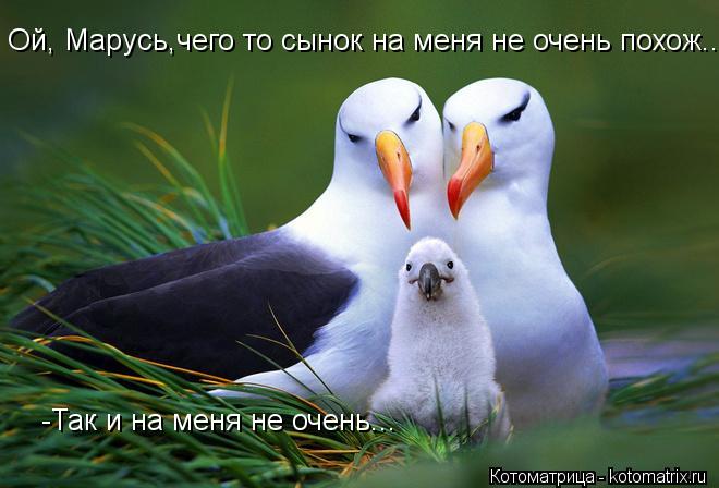 Ой, Марусь,чего то сынок на меня не очень похож... -Так и на меня не очень...... Котоматрица: Ой, Марусь,чего то сынок на меня не очень похож... -Так и на меня не очень...