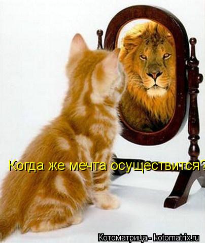 Когда же мечта осуществится?... Котоматрица: Когда же мечта осуществится?