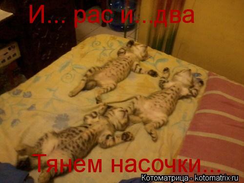 Котоматрица: И... рас и...два  Тянем насочки...