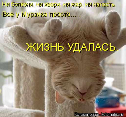 Ни болезни, ни хвори, ни жар, ни напасть. Всё у Мурзика просто….. ЖИЗНЬ УДАЛАСЬ.... Котоматрица: Ни болезни, ни хвори, ни жар, ни напасть. Всё у Мурзика просто….. ЖИЗНЬ УДАЛАСЬ.