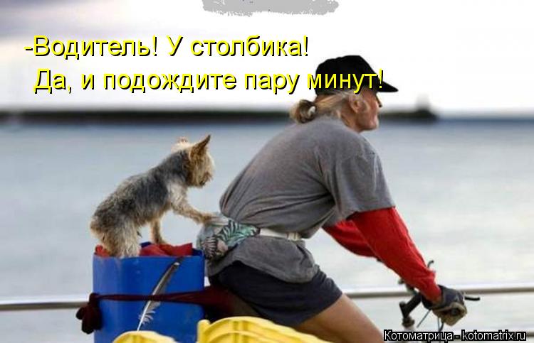 -Водитель! У столбика! Да, и подождите пару минут!... Котоматрица: -Водитель! У столбика! Да, и подождите пару минут!