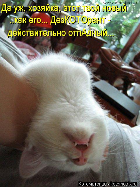 Да уж, хозяйка, этот твой новый ..как его... ДезКОТОрант - действительно отпАдный...... Котоматрица: Да уж, хозяйка, этот твой новый ..как его... ДезКОТОрант - действительно отпАдный...