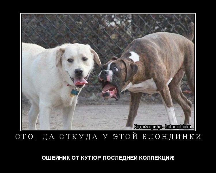 ОГО! ДА ОТКУДА У ЭТОЙ БЛОНДИНКИ ОШЕЙНИК ОТ КУТЮР ПОСЛЕДНЕЙ КОЛЛЕКЦИИ!... Котоматрица: ОГО! ДА ОТКУДА У ЭТОЙ БЛОНДИНКИ ОШЕЙНИК ОТ КУТЮР ПОСЛЕДНЕЙ КОЛЛЕКЦИИ!