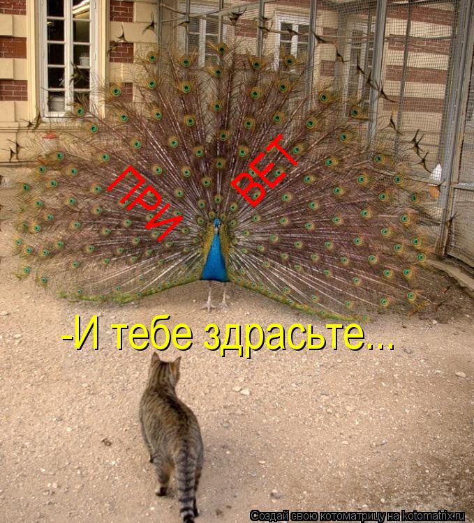 ПРИ ВЕТ -И тебе здрасьте...... Котоматрица: ПРИ ВЕТ -И тебе здрасьте...