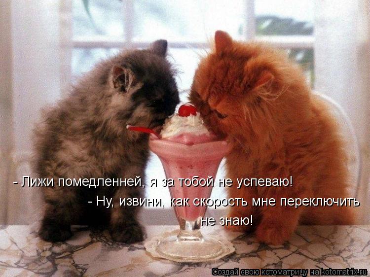 Котоматрица: - Лижи помедленней, я за тобой не успеваю! - Ну, извини, как скорость мне переключить не знаю!