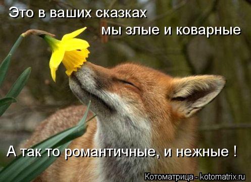 Это в ваших сказках мы злые и коварные А так то романтичные, и нежные !... Котоматрица: Это в ваших сказках мы злые и коварные А так то романтичные, и нежные !