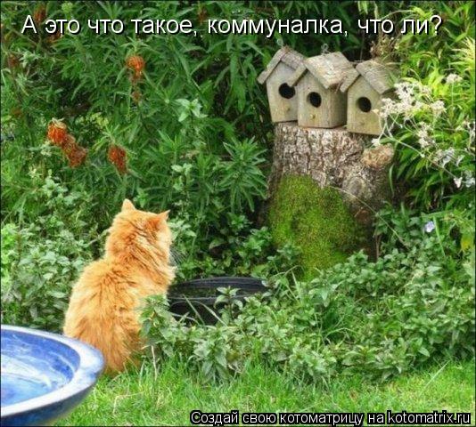 А это что такое, коммуналка, что ли?... Котоматрица: А это что такое, коммуналка, что ли?