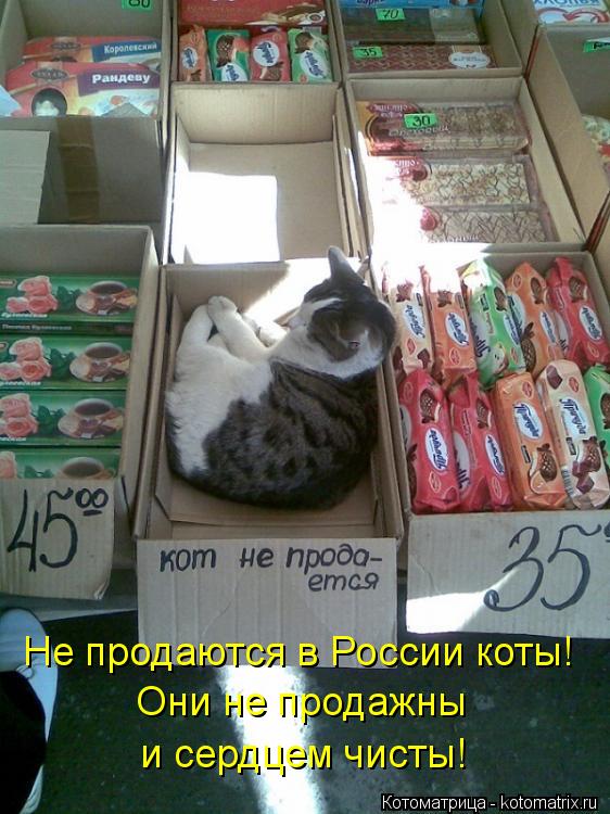 Котоматрица: Не продаются в России коты! Они не продажны и сердцем чисты!