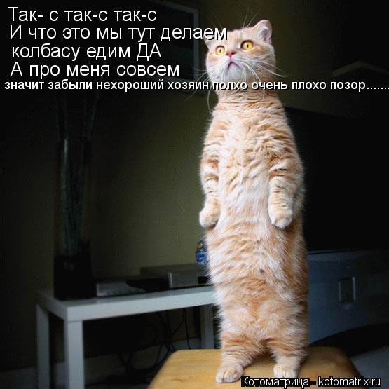 Так- с так-с так-с И что это мы тут делаем колбасу едим ДА А про меня совсем значит забыли нехороший... Котоматрица: Так- с так-с так-с И что это мы тут делаем колбасу едим ДА А про меня совсем значит забыли нехороший хозяин полхо очень плохо позор.......