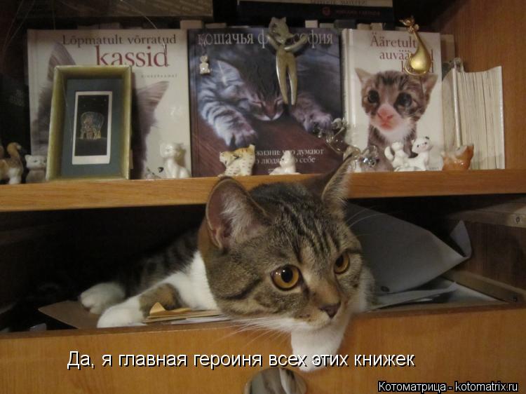 Да, я главная героиня всех этих книжек... Котоматрица: Да, я главная героиня всех этих книжек