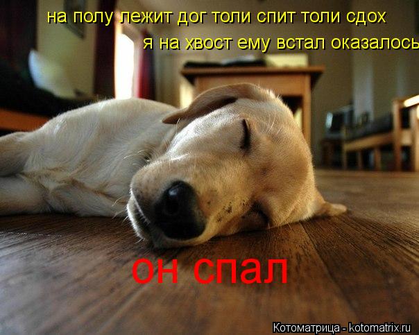 на полу лежит дог толи спит толи сдох я на хвост ему встал оказалось он спал... Котоматрица: на полу лежит дог толи спит толи сдох я на хвост ему встал оказалось он спал