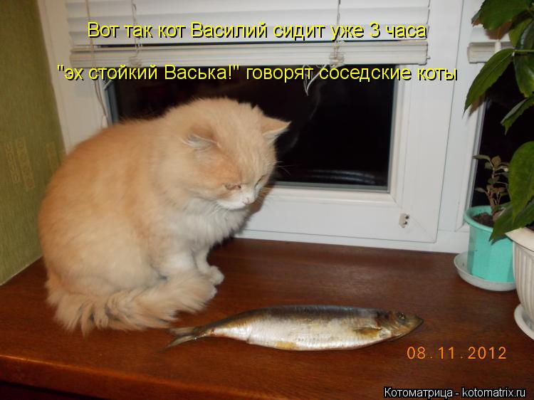 Вот так кот Василий сидит уже 3 часа "эх стойкий Васька!" говорят соседские коты... Котоматрица: Вот так кот Василий сидит уже 3 часа "эх стойкий Васька!" говорят соседские коты