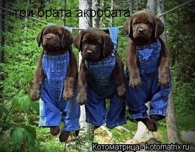 три брата акробата... Котоматрица: три брата акробата