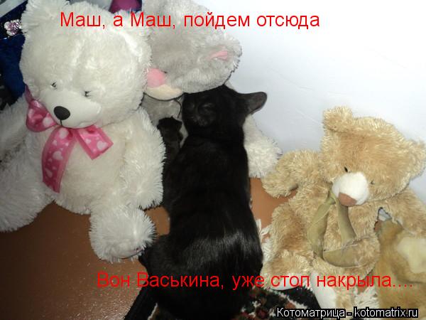 Маш, а Маш, пойдем отсюда Вон Васькина, уже стол накрыла....... Котоматрица: Маш, а Маш, пойдем отсюда Вон Васькина, уже стол накрыла....
