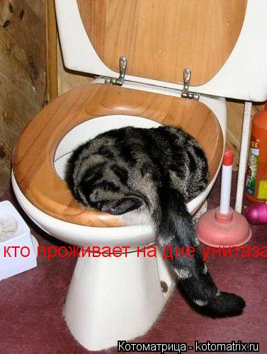 кто проживает на дне унитаза... Котоматрица: кто проживает на дне унитаза
