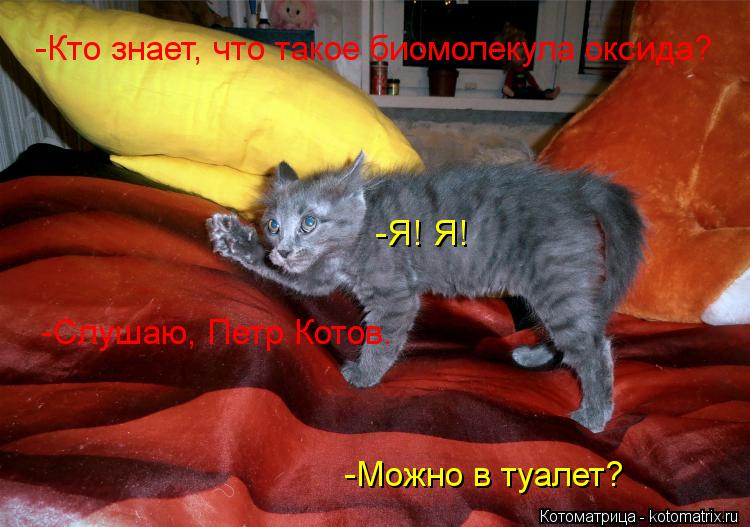 -Кто знает, что такое биомолекула оксида? -Я! Я! -Можно в туалет? -Слушаю, Петр Котов.... Котоматрица: -Кто знает, что такое биомолекула оксида? -Я! Я! -Можно в туалет? -Слушаю, Петр Котов.