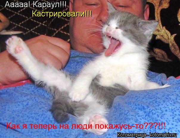 Ааааа! Караул!!! Как я теперь на люди покажусь-то???!!! Кастрировали!!!... Котоматрица: Ааааа! Караул!!! Как я теперь на люди покажусь-то???!!! Кастрировали!!!