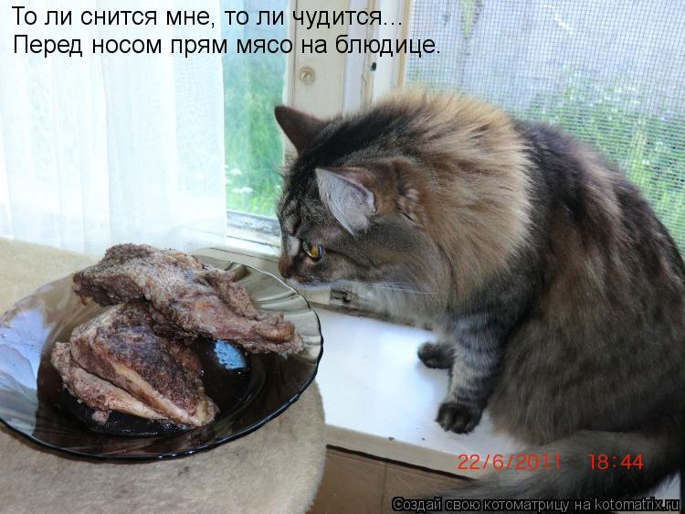 То ли снится мне, то ли чудится... Перед носом прям мясо на блюдице.... Котоматрица: То ли снится мне, то ли чудится... Перед носом прям мясо на блюдице.